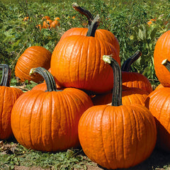 Cronus Pumpkin