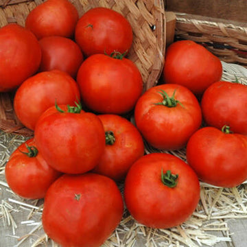 Red Brandywine Tomato, 50 Seeds, Juicy Red Tomato Seeds Large Fruit  Heirloom Non-gmo US Farm Free Shipping Smilingseeds 