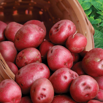 Red Potato Varieties