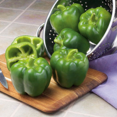 Pepper Intruder F1 Seed - Harris Seeds product image