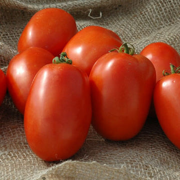 Jet Star Hybrid Tomato Seeds – Hometown Seeds