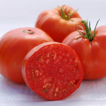 Beefsteak Tomato Seeds – Wildrose Heritage Seed Company