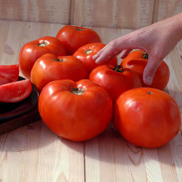 Tomato Brandywine Red Seed – Harris Seeds