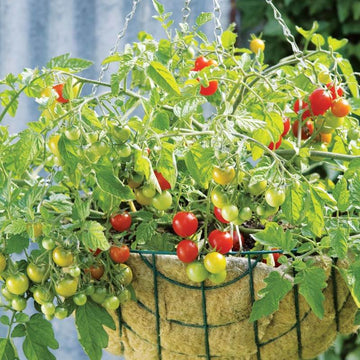 Caiman - Organic (F1) Tomato Seed