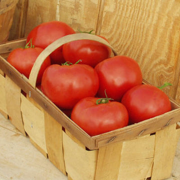 Jet Star Tomato – Bonnie Plants