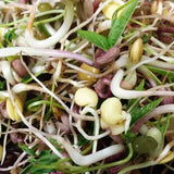 Bean Mix Sprouts