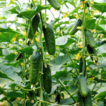 Mini Cucumber seeds! Great for allotments/greenhouses/gardens