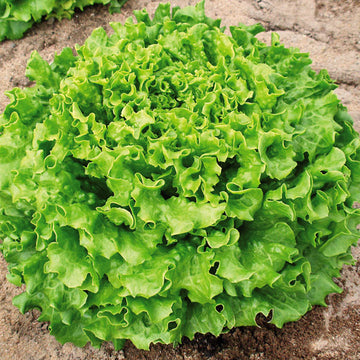 Pomegranate Crunch - Organic Romaine Lettuce Seeds