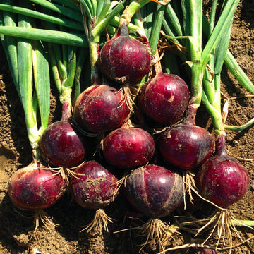 Onion Cabernet F1 Seed – Harris Seeds