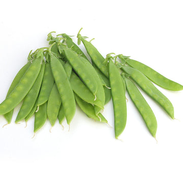 Treated Sugar Lace II Snap Pea Seeds by MVS