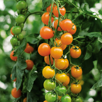 Indigo Blue Beauty Tomato  John Scheepers Kitchen Garden Seeds