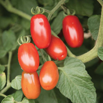 Purple Zebra Tomato