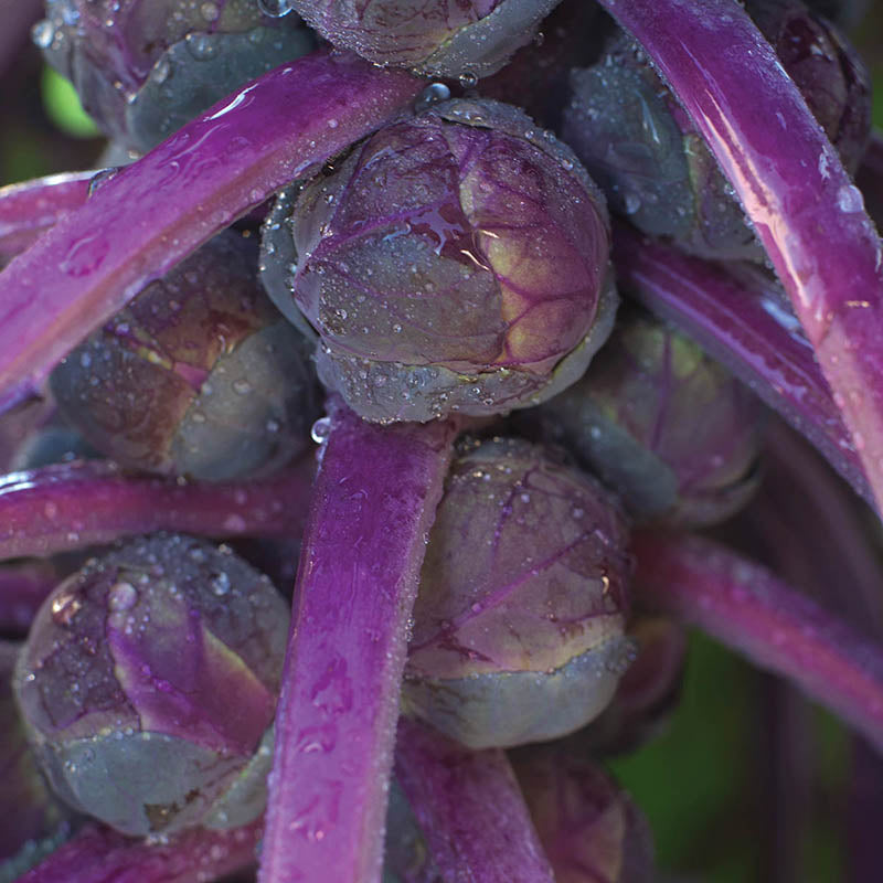 Brussels Sprouts Redarling F1 Harris Seeds