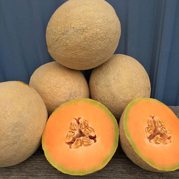 Melon Earli Dew F1 Seed, Size: 25 Seeds