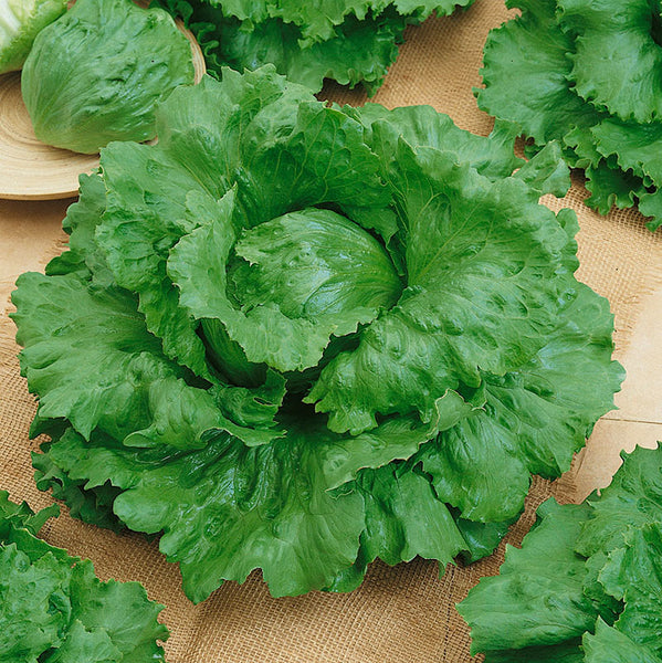 Head Lettuce From Seeds