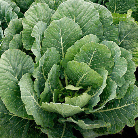 collard Top Bunch