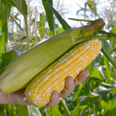 Flagler corn