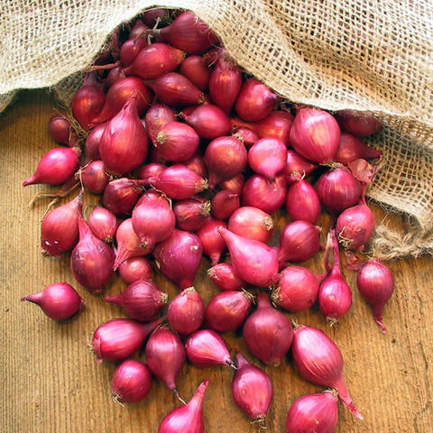 Echalion Crème Brûlée Shallot Seeds