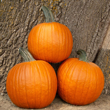 Pumpkin Orange Hamilton Beach Microwave Oven, Pumpkin Orange