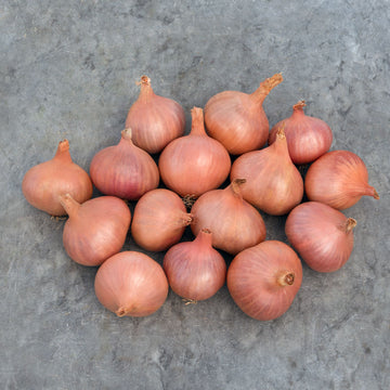 Shallot Sets- Monique – Harris Seeds