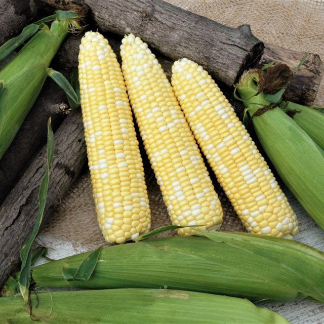 harvested and peeled corn 