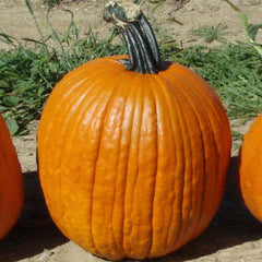Big Doris pumpkin
