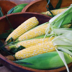 Epiphany corn