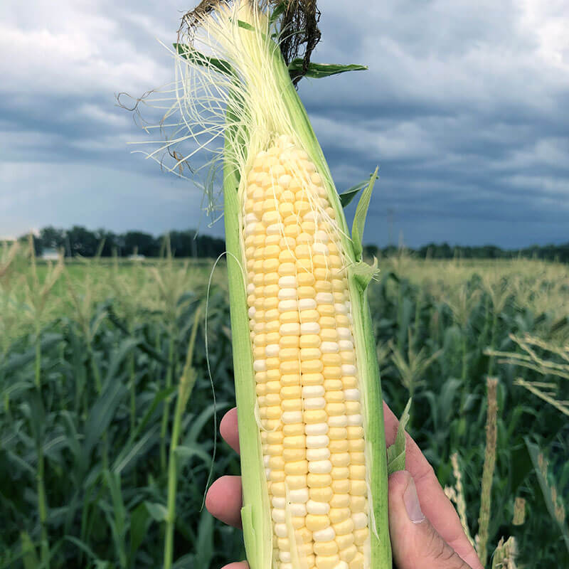 close up of harvest corn