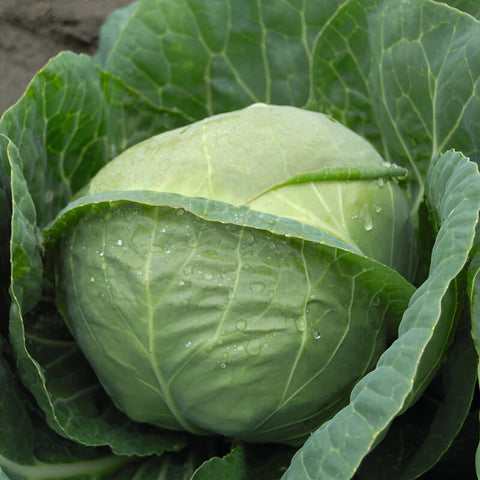 Cabbage