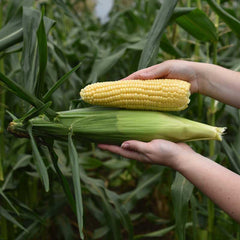 Summer Celebration corn