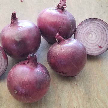 Monastrell - Organic (F1) Onion Seed