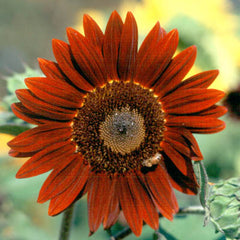Rouge Royale Sunflower