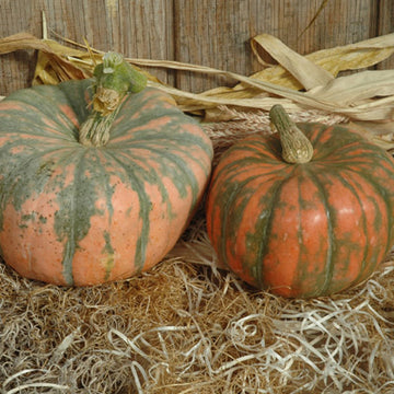 Organic Ornamental Eggplant, Pumpkin On A Stick Eggplant, Pumpkin bush –  The Amazing Seeds