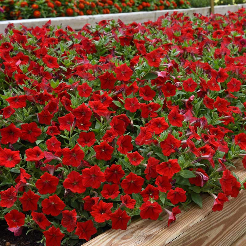 Petunia Easy Wave Red F1 Harris Seeds