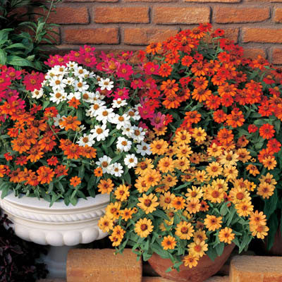 Zinnia Profusion 5 Color Mix Seed Seeds