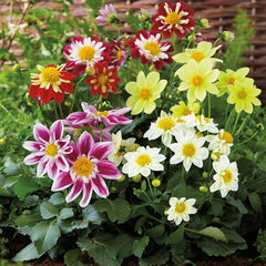 dahlia harlequin mix