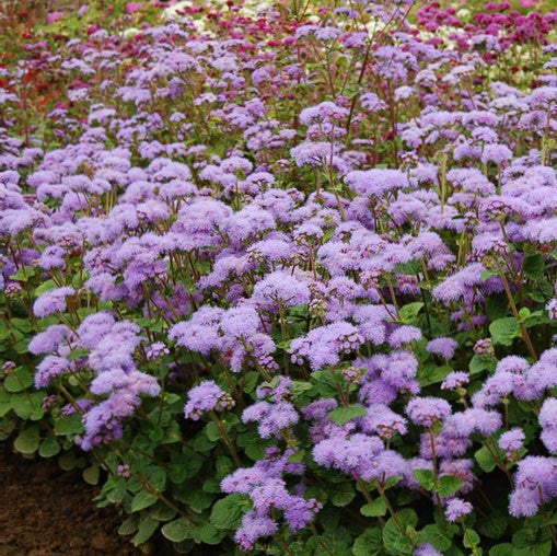 ageratum blue planet