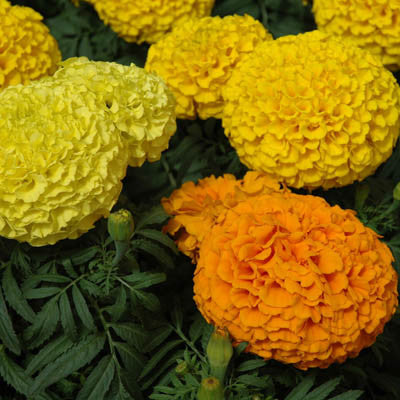 Marigold Marvel Mix F1 – Harris Seeds