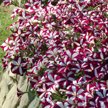 Petunia Easy Wave Neon Rose F1 Seed – Harris Seeds