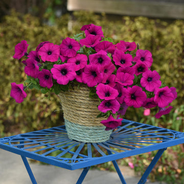 Klaus' - Misty Lilac Wave Petunia Hanging Basket, Klaus' wi…