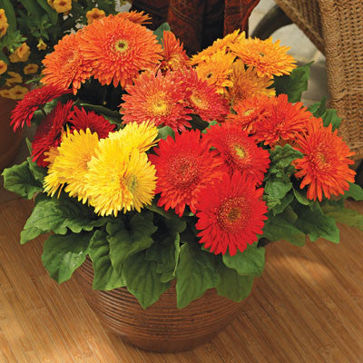 Gerbera Cartwheel Autumn Colors F1 Seed – Harris Seeds