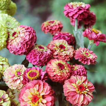 Zinnia Preciosa Rose F1 Seed