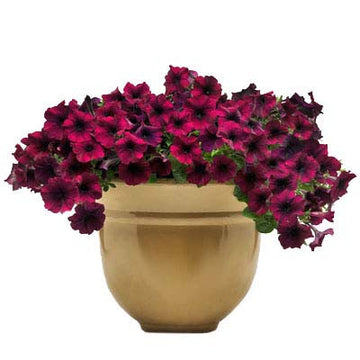 Petunia Easy Wave Neon Rose – Premier Growers, Inc., neon rose