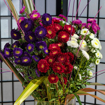 Aster Seeds, Benary's Princess Bright Red