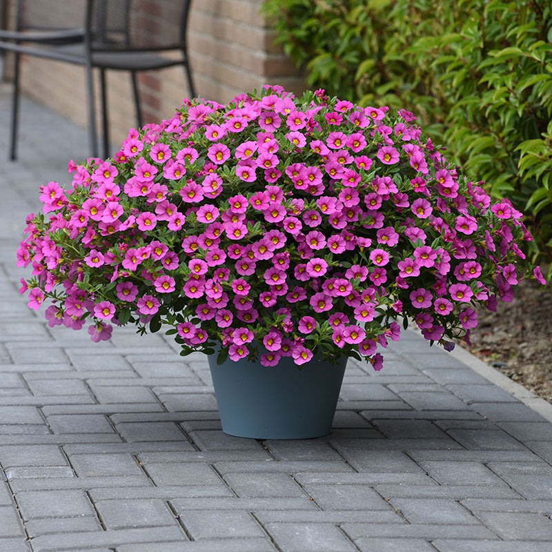 Calibrachoa Kabloom Deep Pink Harris Seeds