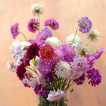 Strawflower, Double Tall Mix – Snake River Seed Cooperative