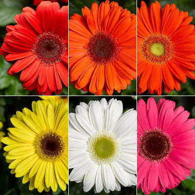 Gerbera Bengal Mix F1 Seed – Harris Seeds