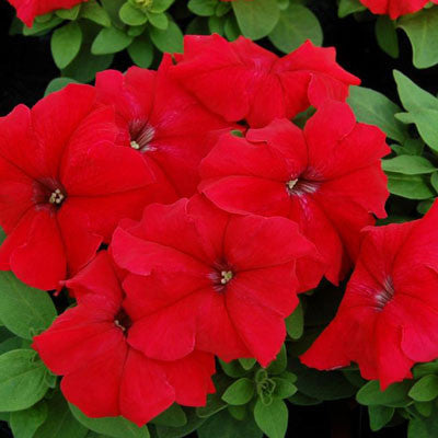 Petunia Limbo GP Red F1 Seed – Harris Seeds