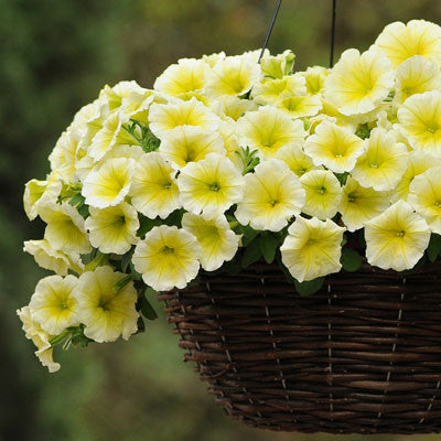 petunia supercal light yellow seeds