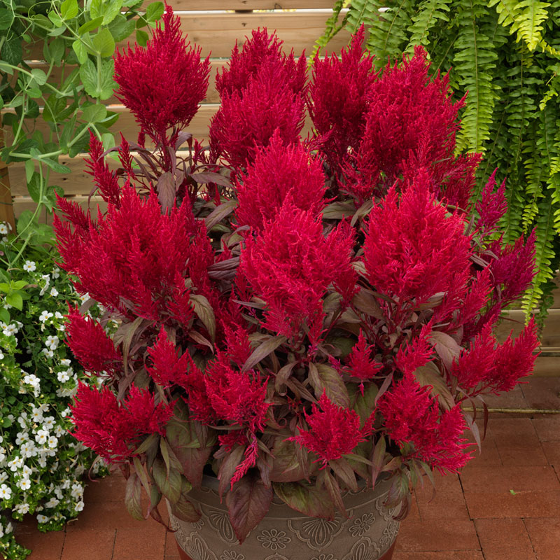 Celosia Dragon S Breath Seed Harris Seeds